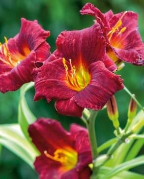 Raspberry Stella Daylily