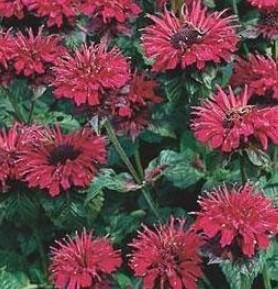 Fireball Bee Balm