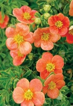Orangeade Potentilla