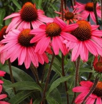 Tweety Red Echinacea