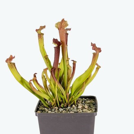 Farnham's Hardy Pitcher Plant - image 2