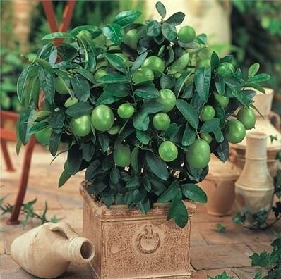 Key Lime