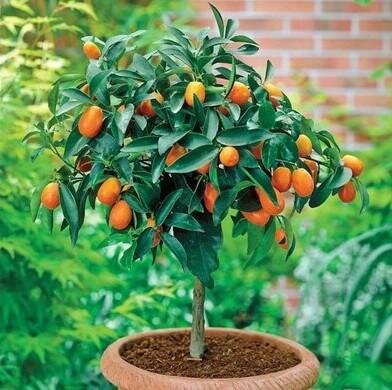 Calamondin Mini Orange