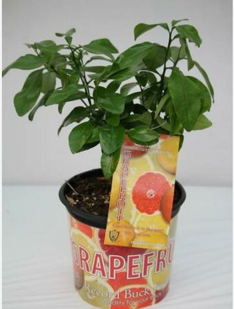 Ray Ruby Grapefruit Citrus