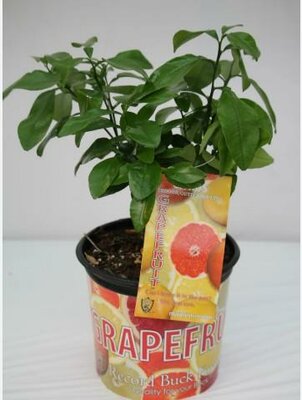Ray Ruby Grapefruit Citrus