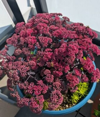 Puff Pastry Raspberry Sedum