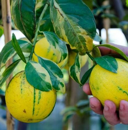 Variegated Pink Lemon