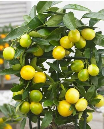 Limequat Citrus Tree