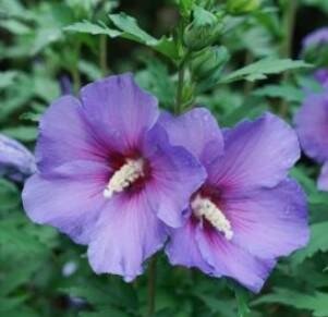 Blue Bird Hardy Hibiscus (Rose Of Sharon)