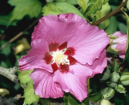 PINK GIANT Rose of Sharon (Hibiscus)