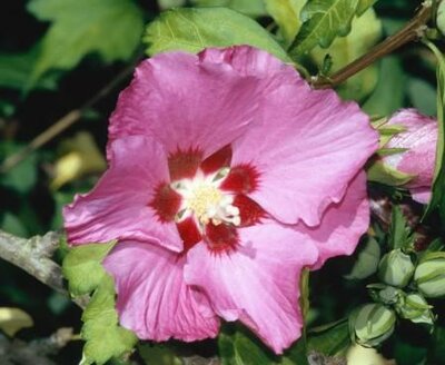 PINK GIANT Rose of Sharon (Hibiscus)