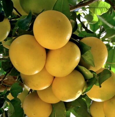 Ruby Red Grapefruit Tree