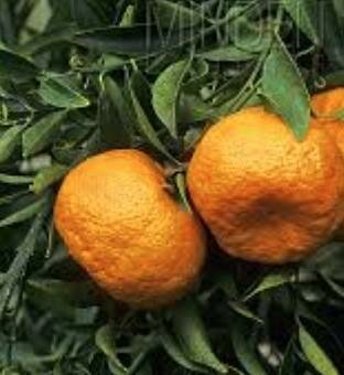 King Mandarin Citrus Tree