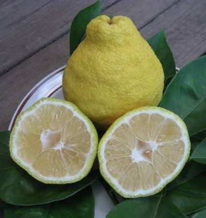 Sambokan Sweet Lemon Tree