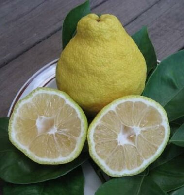 Sambokan Sweet Lemon Tree