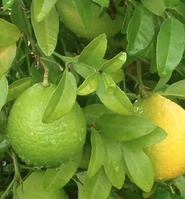 Indian Sweet Lime Tree