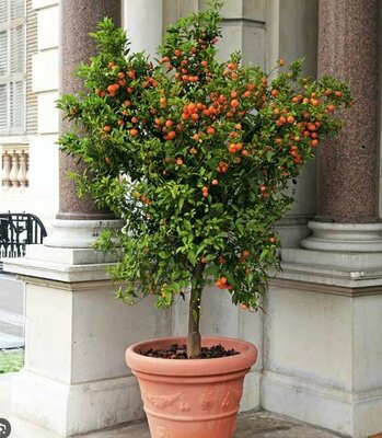 Calamondin Miniature Orange Tree