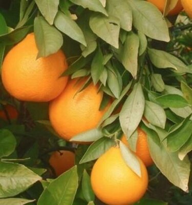 Ambersweet Orange Tree