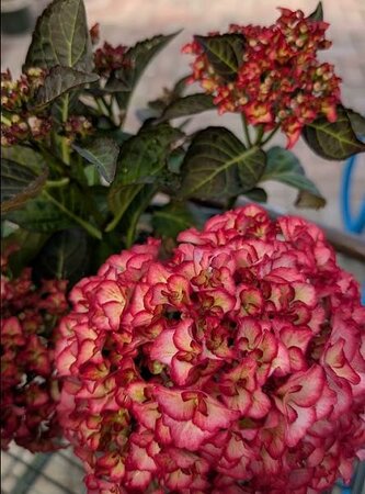 HI Moon Reblooming Hydrangea - image 2