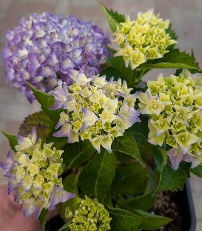 HI Ocean Blue Reblooming Hydrangea - image 2
