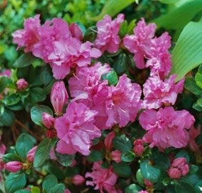Petticoat Japanese Azalea