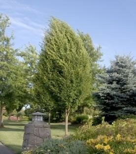Pyramidal Hornbeam