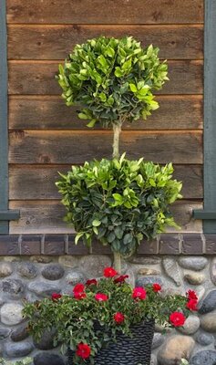 Topiary 2-Ball Wax-Leaf Privet - image 2