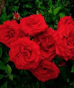 Trumpeter Rose