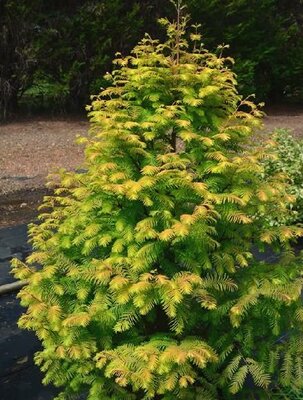 Amber Glow Dawn Redwood