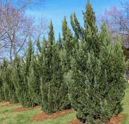 Green Rocket Leyland Cypress