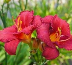 Stella in Red Daylily