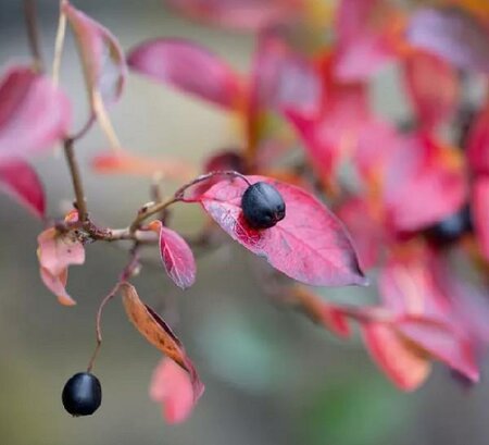 Nero Black Chokecherry ( Chokeberry)