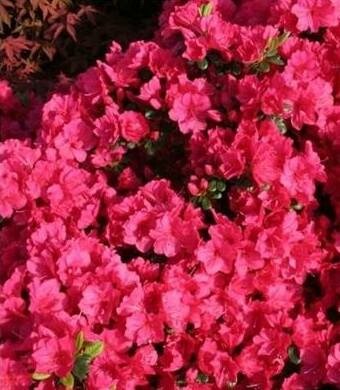 Kimono Canzonetta Azalea
