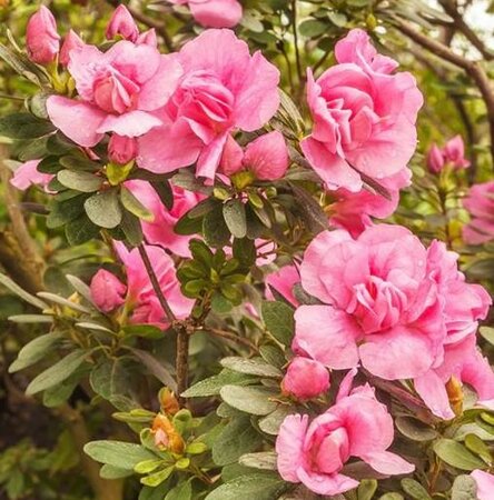 Rosebud Azalea