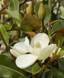 Bracken's Brown Beauty Southern Magnolia