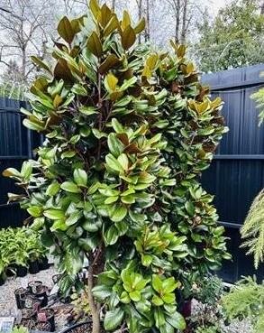 Teddy Bear Southern Magnolia