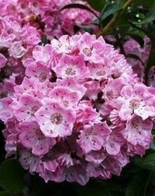 Pink Charm Mountain Laurel