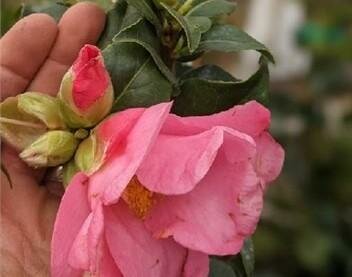 Aunt Mavis Japanese Camellia