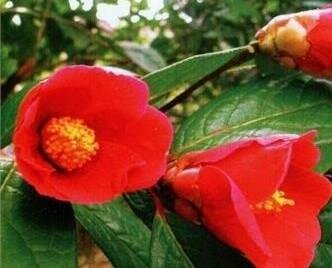 Camellia Villosa