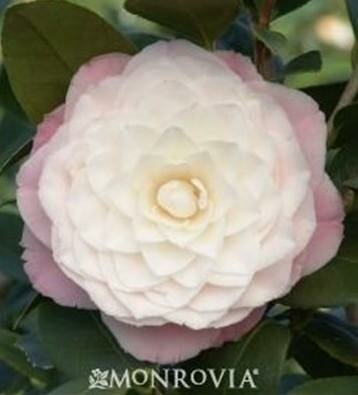 Nuccio's Pearl Camellia