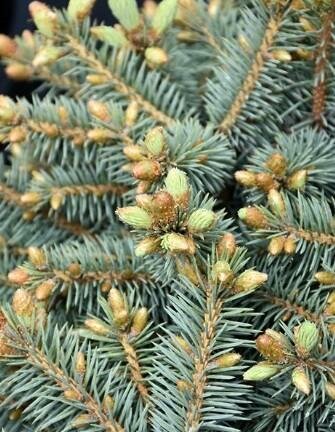 Bylands Dwarf Blue Spruce