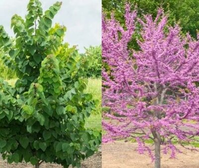 Garden Gems Emerald Redbud