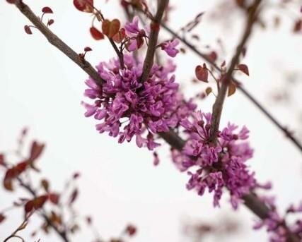 Garden Gems Amethyst Redbud