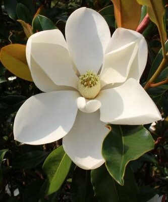Kay Parris Southern Magnolia