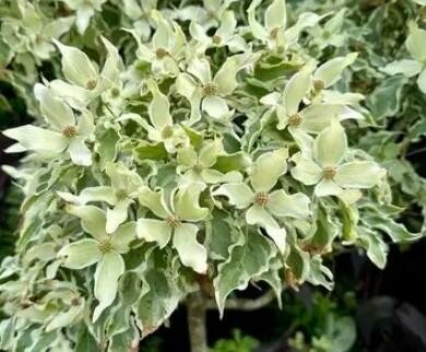 Wolf Eyes Japanese Dogwood