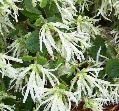 Snow Dance Chinese Fringe Flower