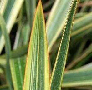 Golden Ray New Zealand Flax