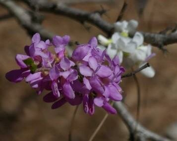 Genpei Chinese Redbud