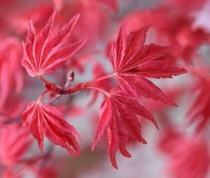Beni Maiko Japanese Maple