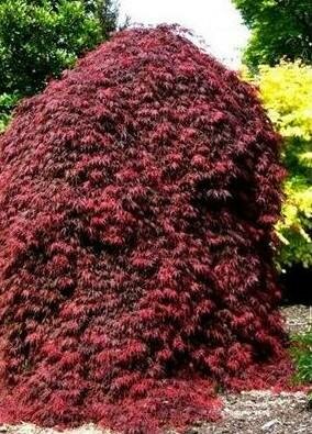 Orangeola Japanese Maple